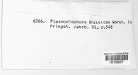 Plasmodiophora brassicae image